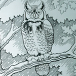 home-fulldoorcropped Architectural Etched Glass Owl