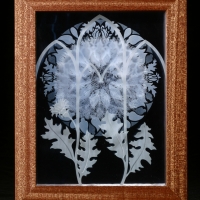 Dandelion Cathedral
