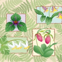 wildflowersD(bkgrnd).jpg